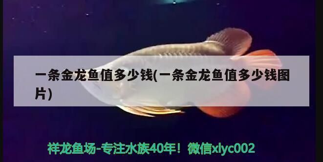 一條金龍魚值多少錢(一條金龍魚值多少錢圖片) 一條金龍魚值多少錢(一條金龍魚值多少錢圖片) 觀賞魚百科
