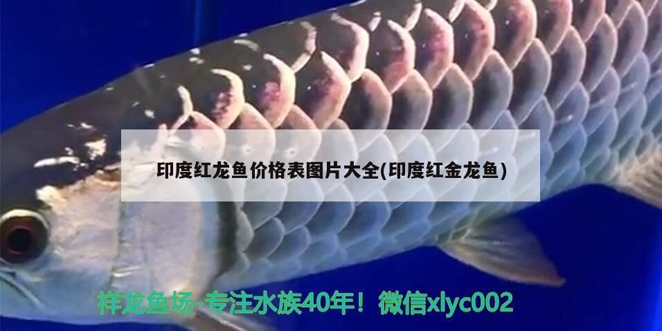 飼料 印度紅龍魚價格表圖片大全(印度紅金龍魚) 觀賞魚百科 印度紅龍魚價格表圖片大全(印度紅金龍魚) 印度紅龍魚價格表圖片大全(印度紅金龍魚) 觀賞魚百科