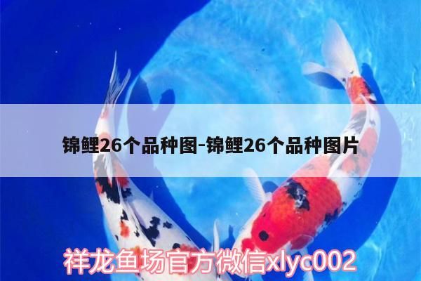魚缸用增氧泵價格是多少:魚缸增氧機-xtrac增氧機-xtrac增氧機 錦鯉26個品種圖:錦鯉26個品種圖片 觀賞魚百科 錦鯉26個品種圖:錦鯉26個品種圖片 錦鯉26個品種圖:錦鯉26個品種圖片 觀賞魚百科
