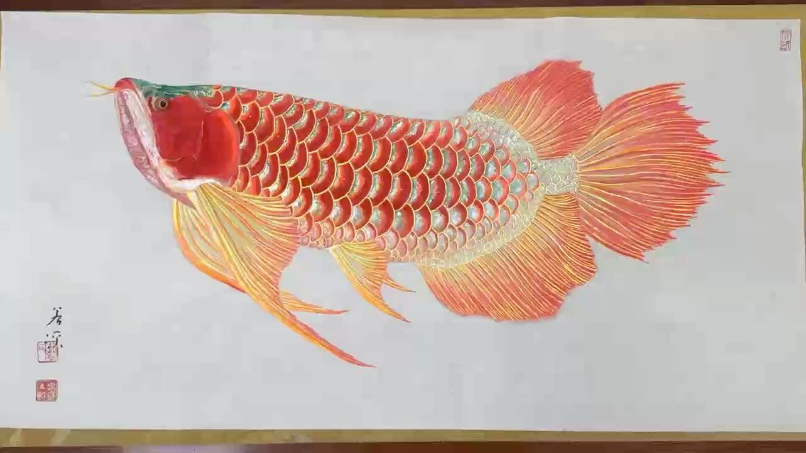 鸚鵡魚和銀龍魚混養(yǎng)怎樣喂食 若溪龍魚畫 龍魚論壇 若溪龍魚畫 若溪龍魚畫 龍魚論壇