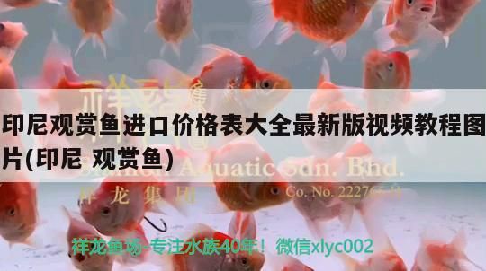 印尼觀賞魚進口價格表大全最新版視頻教程圖片(印尼觀賞魚) 印尼觀賞魚進口價格表大全最新版視頻教程圖片(印尼觀賞魚) 觀賞魚百科