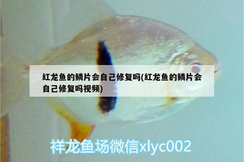 龍魚干蝦有營(yíng)養(yǎng)嗎 紅龍魚的鱗片會(huì)自己修復(fù)嗎(紅龍魚的鱗片會(huì)自己修復(fù)嗎視頻) 觀賞魚百科 紅龍魚的鱗片會(huì)自己修復(fù)嗎(紅龍魚的鱗片會(huì)自己修復(fù)嗎視頻) 紅龍魚的鱗片會(huì)自己修復(fù)嗎(紅龍魚的鱗片會(huì)自己修復(fù)嗎視頻) 觀賞魚百科