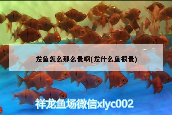 龍魚怎么那么貴啊(龍什么魚很貴) 龍魚怎么那么貴啊(龍什么魚很貴) 觀賞魚百科