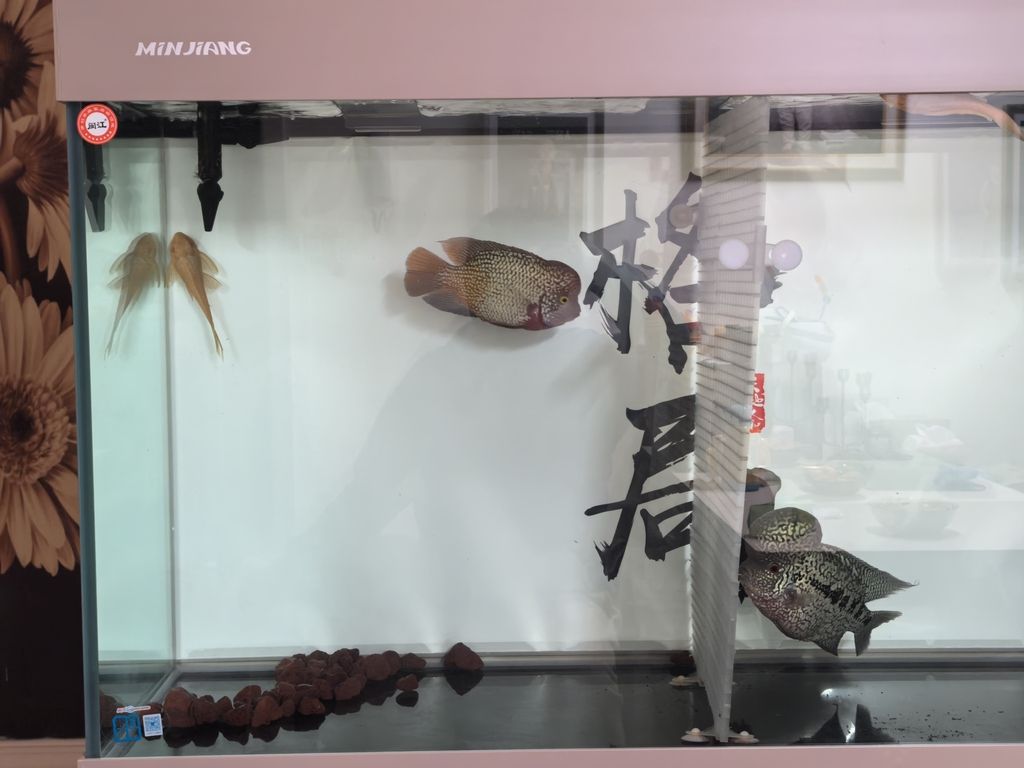 一年沒見露個頭！