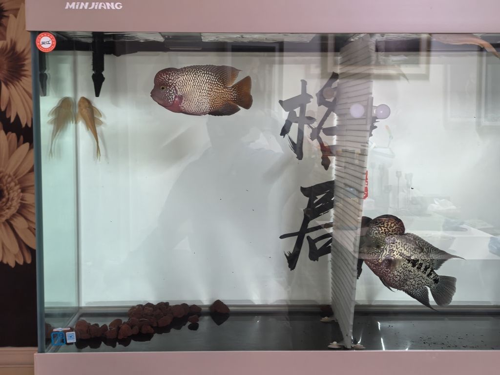 一年沒見露個頭！