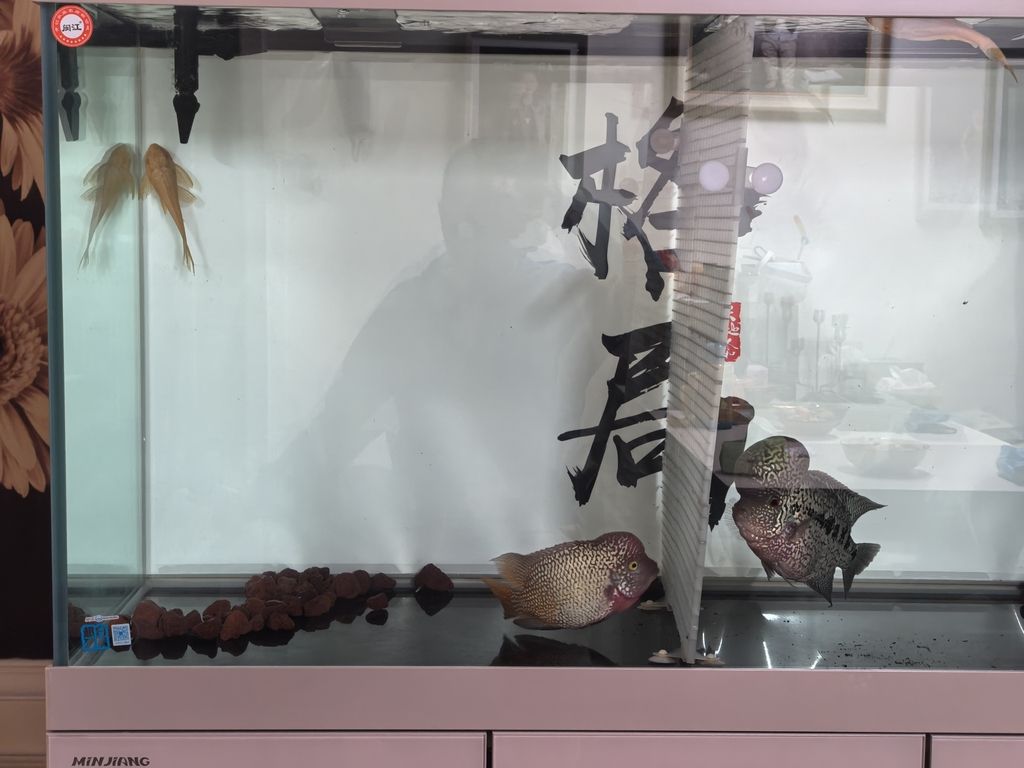 一年沒見露個頭！