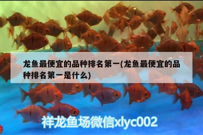 龍魚最便宜的品種排名第一(龍魚最便宜的品種排名第一是什么)