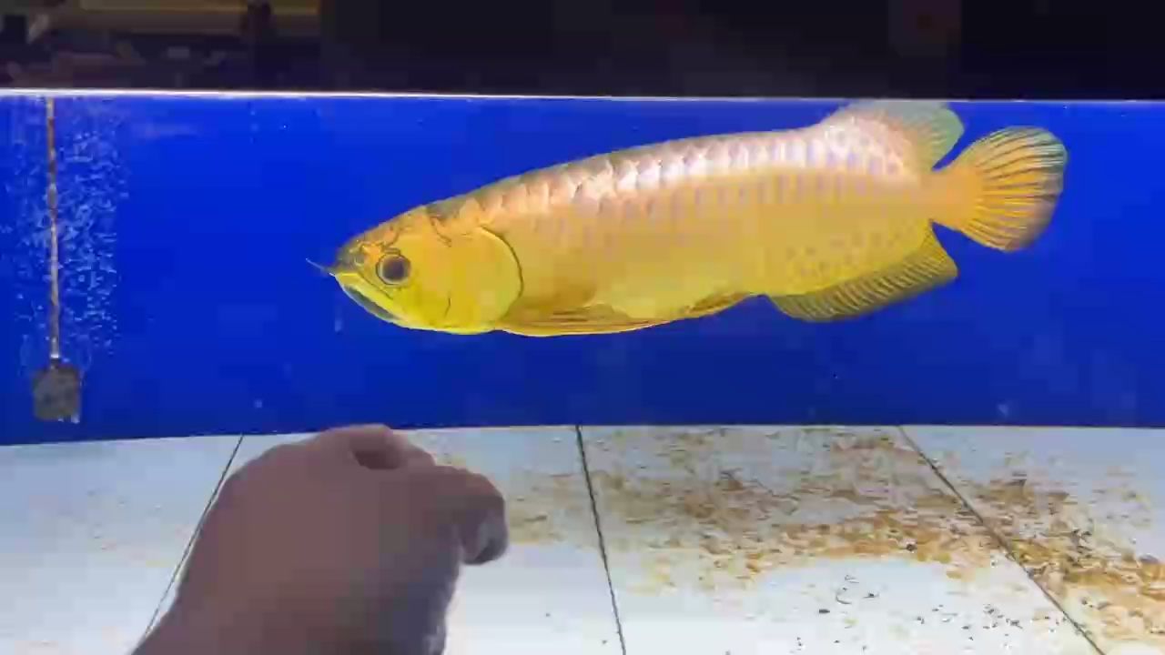 詳細閱讀:AG琥珀金:炮彈頭 AG琥珀金:炮彈頭