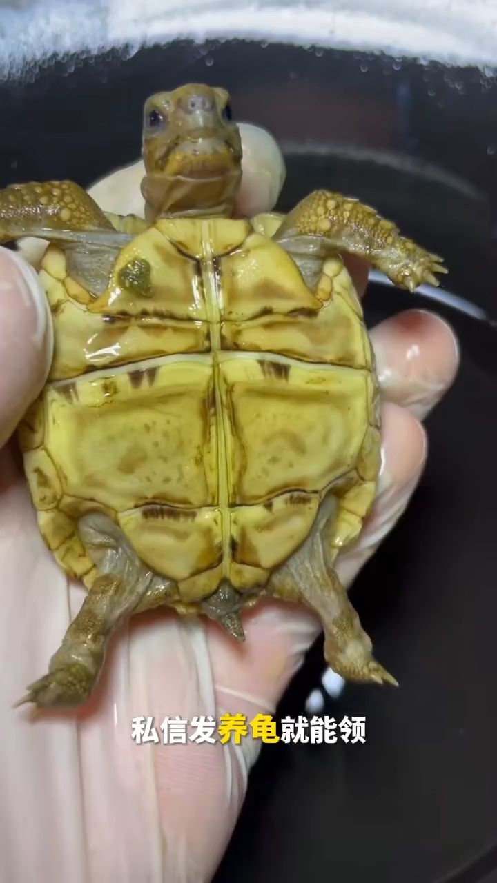 我的虎魚真菌感染了要怎么處理 精品豹紋陸龜吃蔬菜水果主頁置頂有渠道 龍魚論壇 精品豹紋陸龜吃蔬菜水果主頁置頂有渠道 精品豹紋陸龜吃蔬菜水果主頁置頂有渠道 龍魚論壇