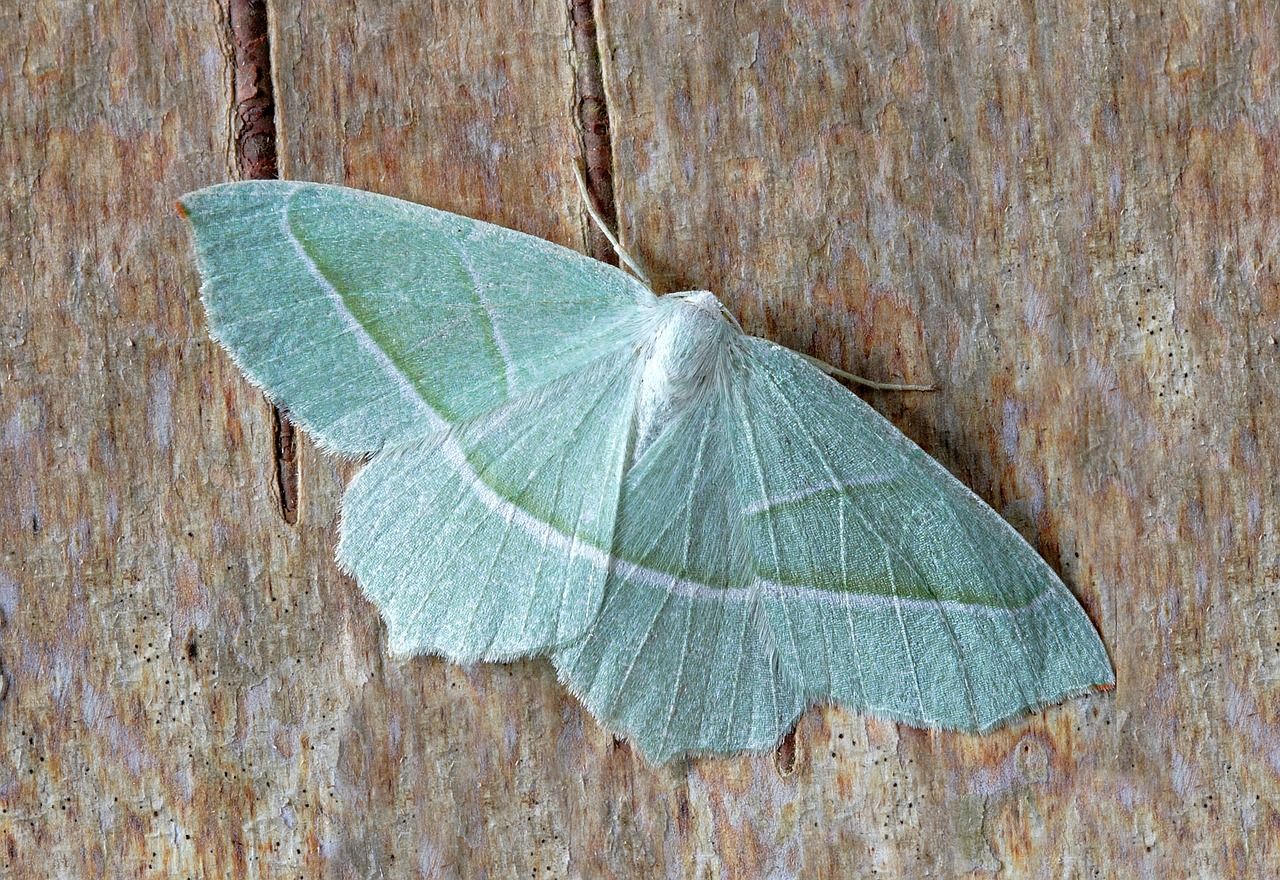 融鱗了
