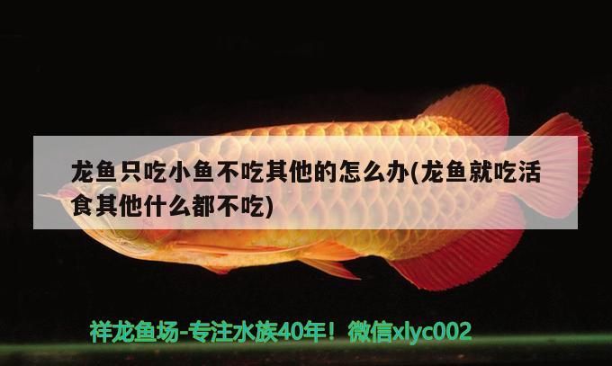 龍魚干蝦有營養嗎 龍魚只吃小魚不吃其他的怎么辦(龍魚就吃活食其他什么都不吃) 觀賞魚百科 龍魚只吃小魚不吃其他的怎么辦(龍魚就吃活食其他什么都不吃) 龍魚只吃小魚不吃其他的怎么辦(龍魚就吃活食其他什么都不吃) 觀賞魚百科