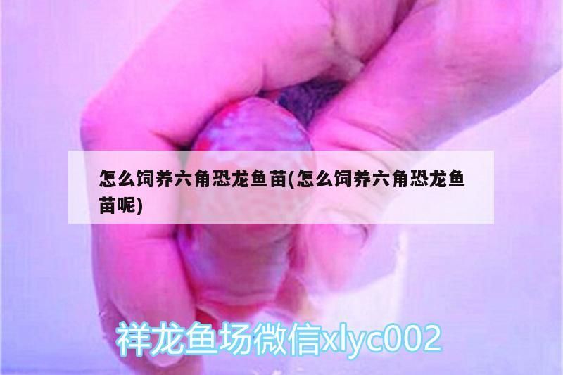 怎么飼養六角恐龍魚苗(怎么飼養六角恐龍魚苗呢)