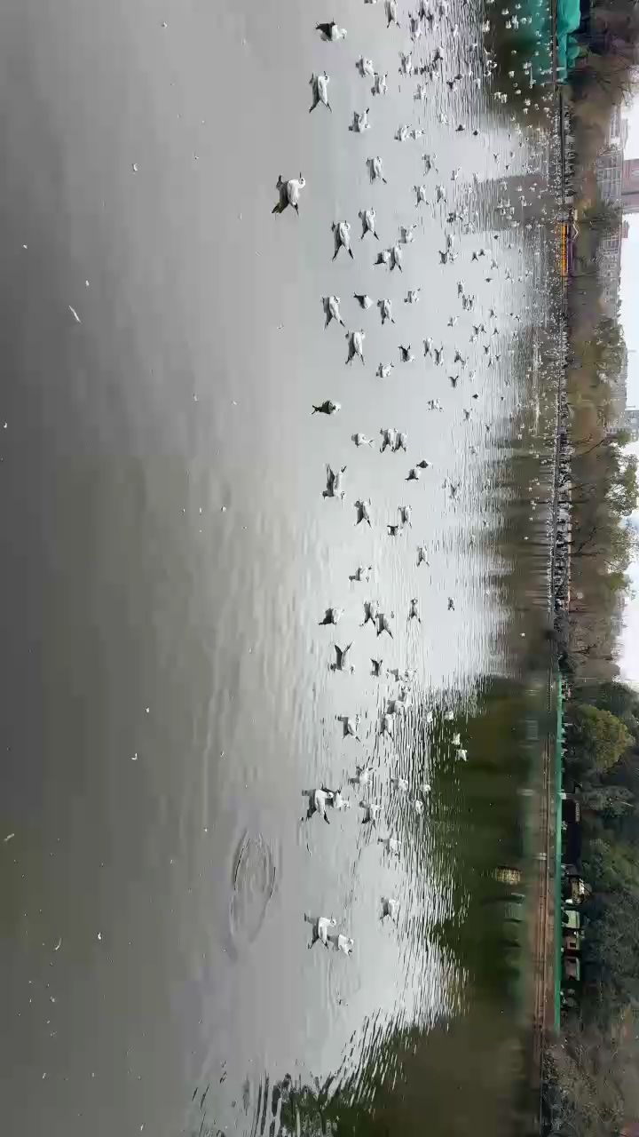 海鷗飛 海鷗飛 龍魚論壇