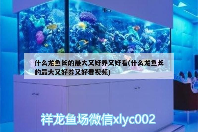 什么龍魚長的最大又好養又好看(什么龍魚長的最大又好養又好看視頻)