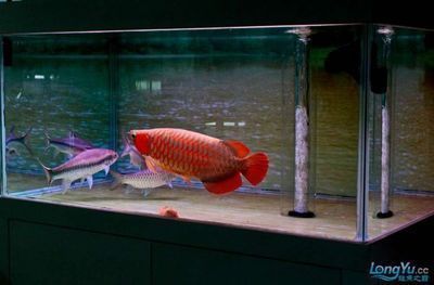 印尼紅龍魚多少錢一條合適的魚缸