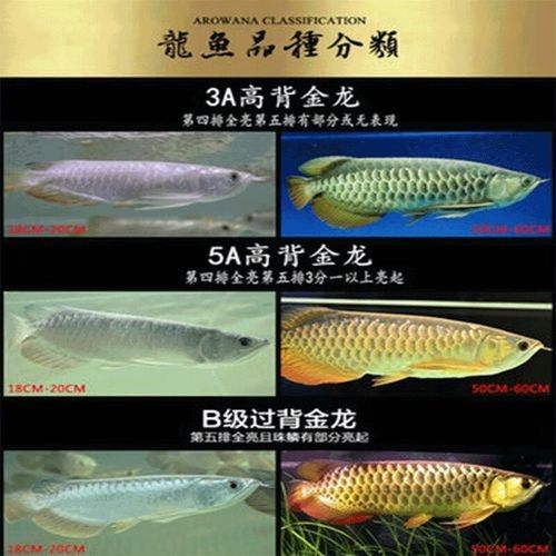 高背金龍魚品牌