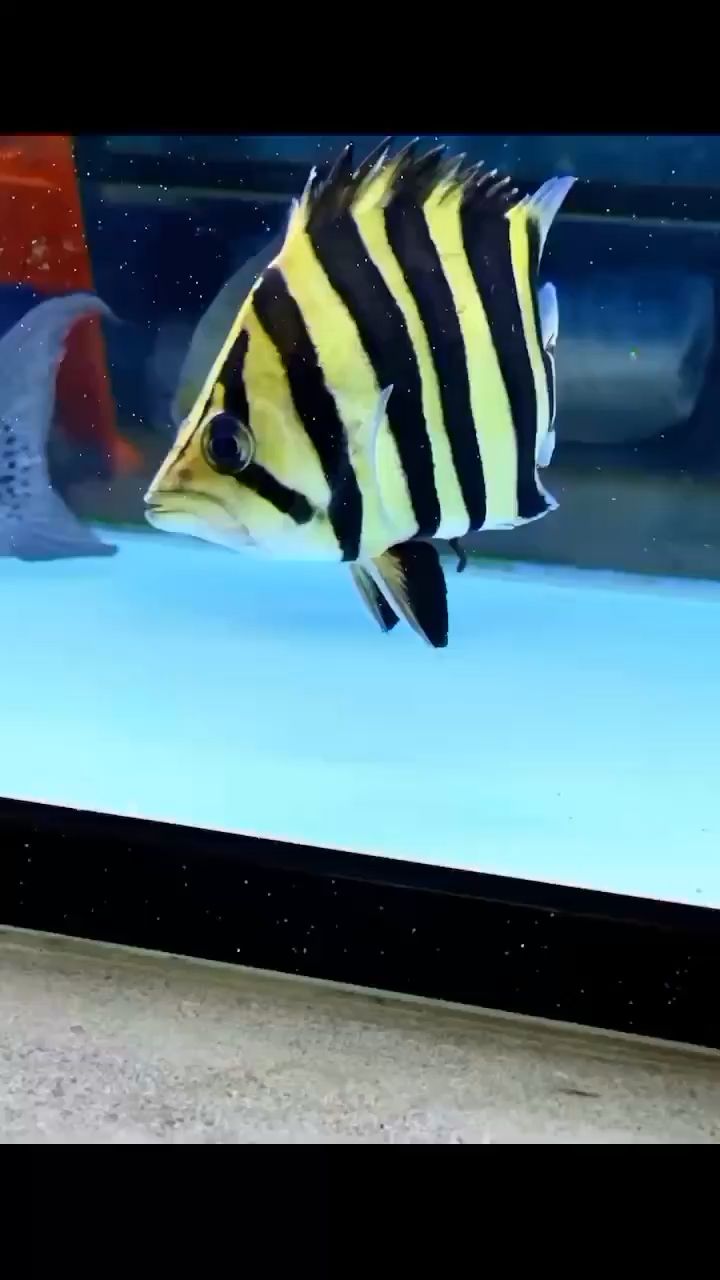 珍藏版極品蘇虎 珍藏版極品蘇虎 觀賞魚百科 第1張