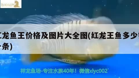 巴西亞魚多少錢一條40公分出金的魚和巴西亞魚的區別，巴西亞魚多少錢一條