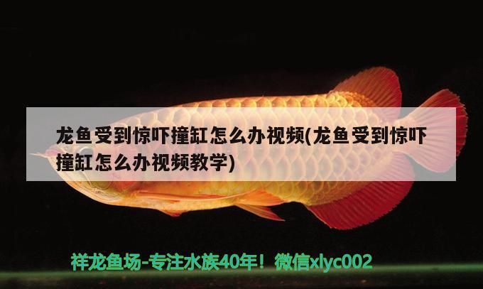 龍魚受到驚嚇撞缸怎么辦視頻(龍魚受到驚嚇撞缸怎么辦視頻教學)