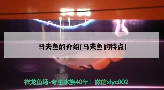 馬夫魚的介紹(馬夫魚的特點) 馬夫魚的介紹(馬夫魚的特點) 觀賞魚百科