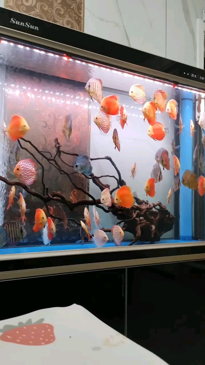 還是七彩好看 還是七彩好看 龍魚論壇
