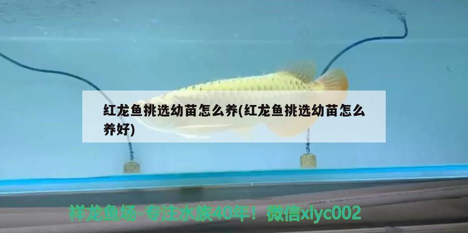 紅龍魚用黃燈烤有用嗎 紅龍魚挑選幼苗怎么養(紅龍魚挑選幼苗怎么養好) 觀賞魚百科 紅龍魚挑選幼苗怎么養(紅龍魚挑選幼苗怎么養好) 紅龍魚挑選幼苗怎么養(紅龍魚挑選幼苗怎么養好) 觀賞魚百科