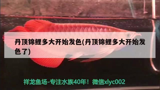 丹頂錦鯉多大開始發色(丹頂錦鯉多大開始發色了)