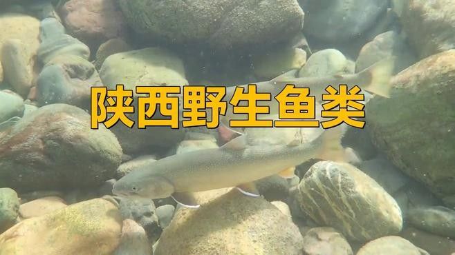 陜西野生魚(yú)類