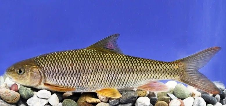 陜西野生魚(yú)類
