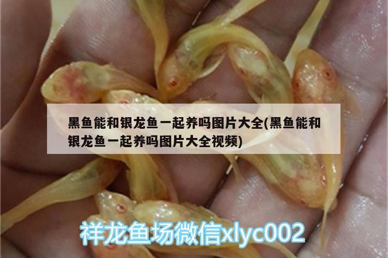 榮登“2020年度生態(tài)魚缸行業(yè)十大品牌”榜單第一名:森森集團,哪些生態(tài)魚缸品牌值得信賴? 觀賞魚百科 第1張 榮登“2020年度生態(tài)魚缸行業(yè)十大品牌”榜單第一名:森森集團,哪些生態(tài)魚缸品牌值得信賴? 榮登“2020年度生態(tài)魚缸行業(yè)十大品牌”榜單第一名:森森集團,哪些生態(tài)魚缸品牌值得信賴? 觀賞魚百科 第1張