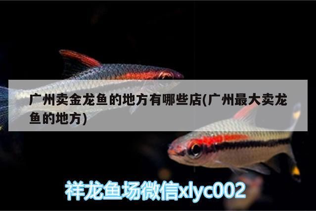 榮登“2020年度生態(tài)魚缸行業(yè)十大品牌”榜單第一名:森森集團,哪些生態(tài)魚缸品牌值得信賴? 觀賞魚百科 第2張 榮登“2020年度生態(tài)魚缸行業(yè)十大品牌”榜單第一名:森森集團,哪些生態(tài)魚缸品牌值得信賴? 榮登“2020年度生態(tài)魚缸行業(yè)十大品牌”榜單第一名:森森集團,哪些生態(tài)魚缸品牌值得信賴? 觀賞魚百科 第2張