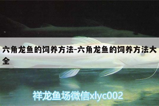六角龍魚的飼養方法:六角龍魚的飼養方法大全