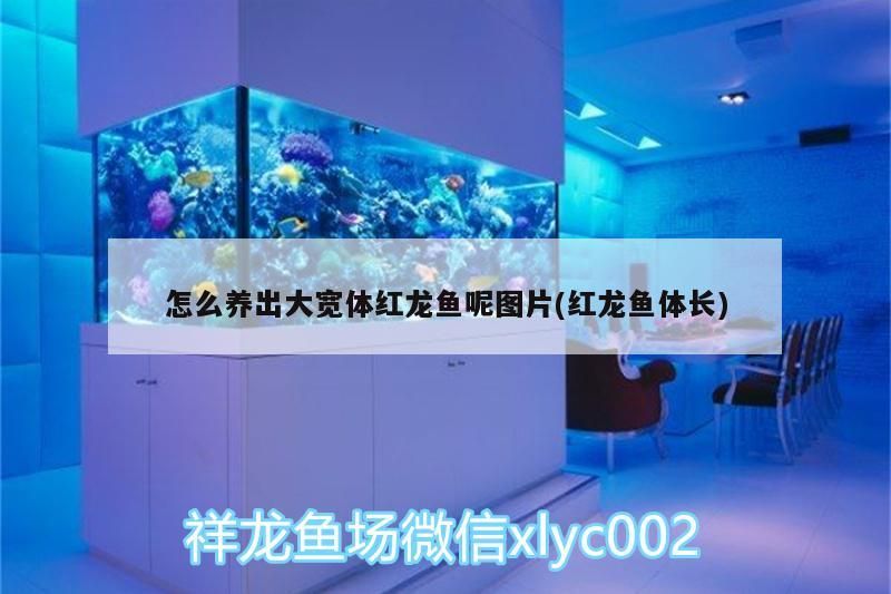 怎么養出大寬體紅龍魚呢圖片(紅龍魚體長) 怎么養出大寬體紅龍魚呢圖片(紅龍魚體長) 觀賞魚百科