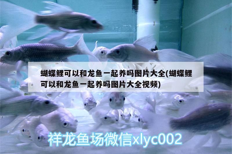 蝴蝶鯉可以和龍魚一起養嗎圖片大全(蝴蝶鯉可以和龍魚一起養嗎圖片大全視頻)