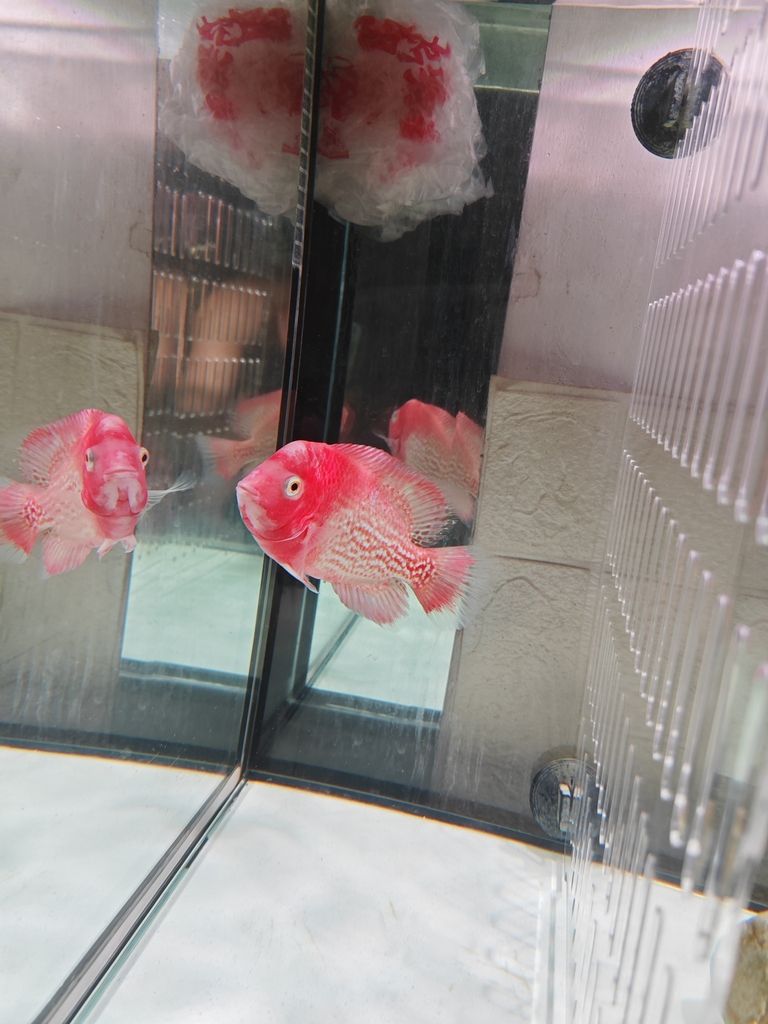 老鐵們,你們覺得多錢出合適! 龍魚論壇 第1張 老鐵們,你們覺得多錢出合適! 老鐵們,你們覺得多錢出合適! 龍魚論壇 第1張