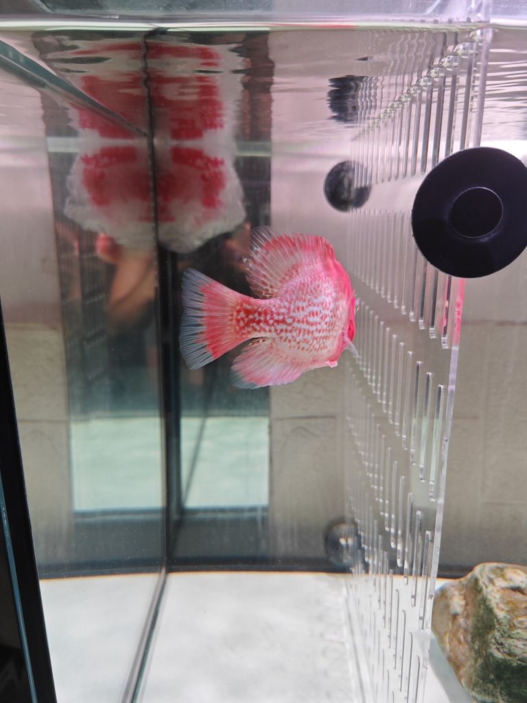 老鐵們,你們覺得多錢出合適! 龍魚論壇 第2張 老鐵們,你們覺得多錢出合適! 老鐵們,你們覺得多錢出合適! 龍魚論壇 第2張