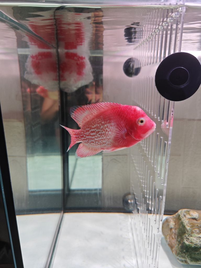 老鐵們,你們覺得多錢出合適! 龍魚論壇 第3張 老鐵們,你們覺得多錢出合適! 老鐵們,你們覺得多錢出合適! 龍魚論壇 第3張