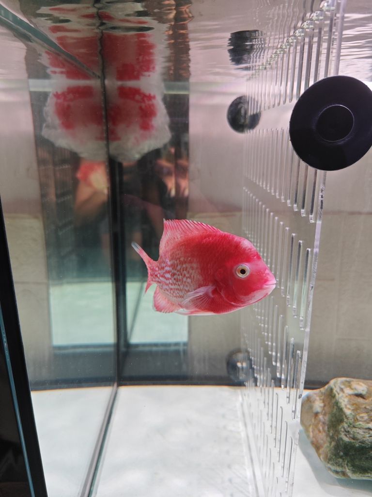 老鐵們,你們覺得多錢出合適! 龍魚論壇 第4張 老鐵們,你們覺得多錢出合適! 老鐵們,你們覺得多錢出合適! 龍魚論壇 第4張