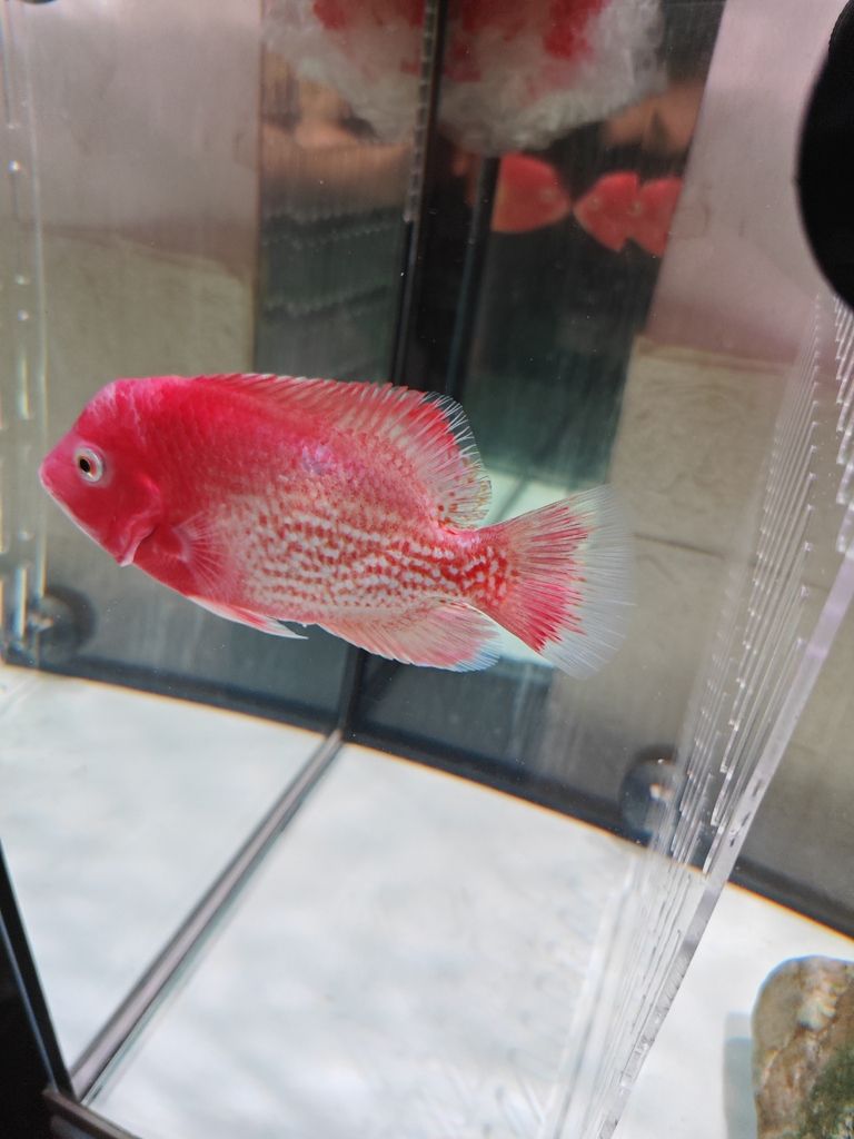 老鐵們,你們覺得多錢出合適! 龍魚論壇 第5張 老鐵們,你們覺得多錢出合適! 老鐵們,你們覺得多錢出合適! 龍魚論壇 第5張