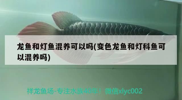 龍魚和燈魚混養(yǎng)可以嗎(變色龍魚和燈科魚可以混養(yǎng)嗎)