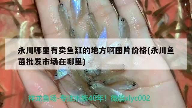 我的虎魚真菌感染了要怎么處理 永川哪里有賣魚缸的地方啊圖片價格(永川魚苗批發市場在哪里) 觀賞魚百科 永川哪里有賣魚缸的地方啊圖片價格(永川魚苗批發市場在哪里) 永川哪里有賣魚缸的地方啊圖片價格(永川魚苗批發市場在哪里) 觀賞魚百科