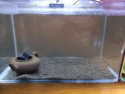 小型熱帶魚增色糧（精品糧） 小型熱帶魚增色糧（精品糧） 觀賞魚百科