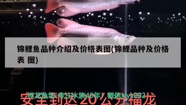 錦鯉魚品種介紹及價格表圖(錦鯉品種及價格表 圖) 錦鯉魚品種介紹及價格表圖(錦鯉品種及價格表 圖) 觀賞魚百科