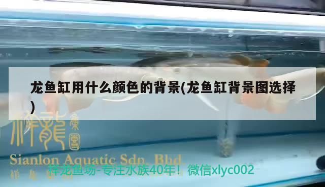 龍魚缸用什么顏色的背景(龍魚缸背景圖選擇) 龍魚缸用什么顏色的背景(龍魚缸背景圖選擇) 觀賞魚百科