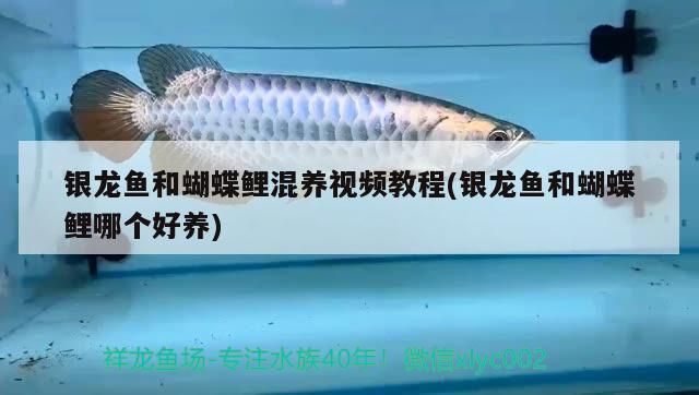 錦鯉魚 銀龍魚和蝴蝶鯉混養視頻教程(銀龍魚和蝴蝶鯉哪個好養) 觀賞魚百科 銀龍魚和蝴蝶鯉混養視頻教程(銀龍魚和蝴蝶鯉哪個好養) 銀龍魚和蝴蝶鯉混養視頻教程(銀龍魚和蝴蝶鯉哪個好養) 觀賞魚百科