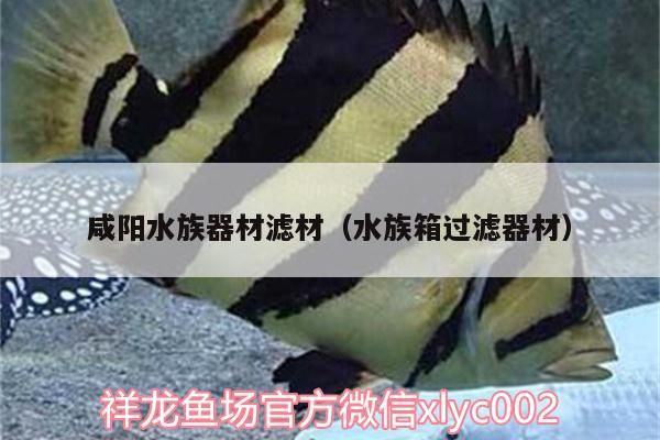 鸚鵡魚 咸陽水族器材濾材(水族箱過濾器材) 觀賞魚百科 咸陽水族器材濾材(水族箱過濾器材) 咸陽水族器材濾材(水族箱過濾器材) 觀賞魚百科