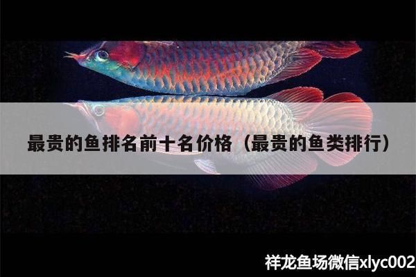 最貴的魚排名前十名價(jià)格（最貴的魚類排行） 最貴的魚排名前十名價(jià)格（最貴的魚類排行） 觀賞魚百科