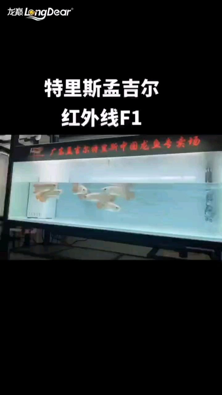 轉發954 轉發954 龍魚論壇