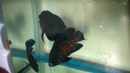 觀賞魚最貴的多少錢（觀賞魚中最昂貴的品種是什么？）