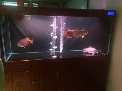 觀賞魚最貴的多少錢（觀賞魚中最昂貴的品種是什么？）